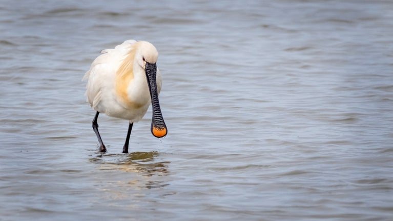 A white spoonbill in water with a long black spoon-shaped bill with a yellow tip and long black legs.